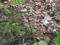 Image of Borodinia missouriensis