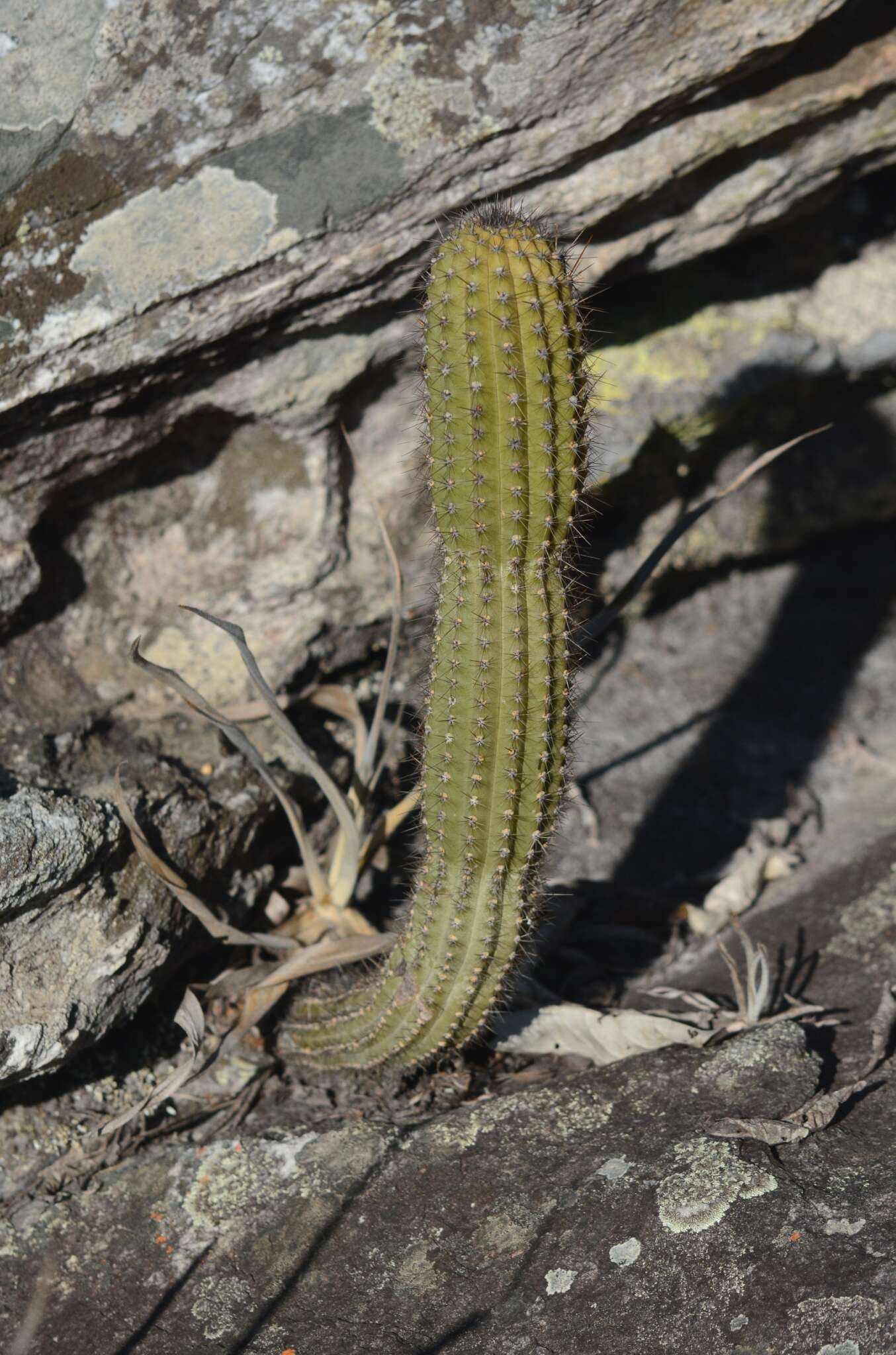 Cipocereus minensis (Werderm.) F. Ritter resmi