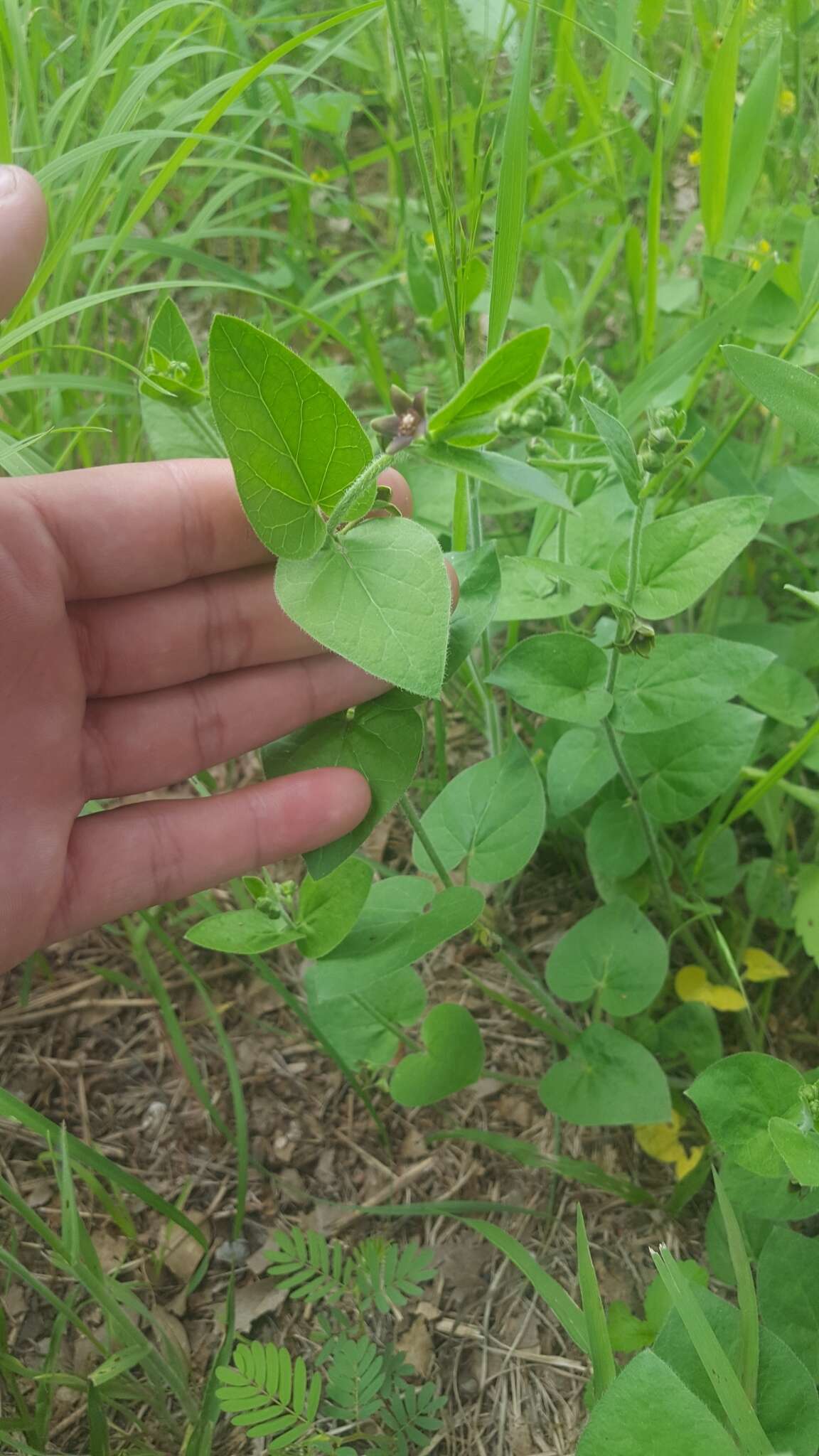 Sivun Matelea cynanchoides (Engelm.) R. E. Woodson kuva