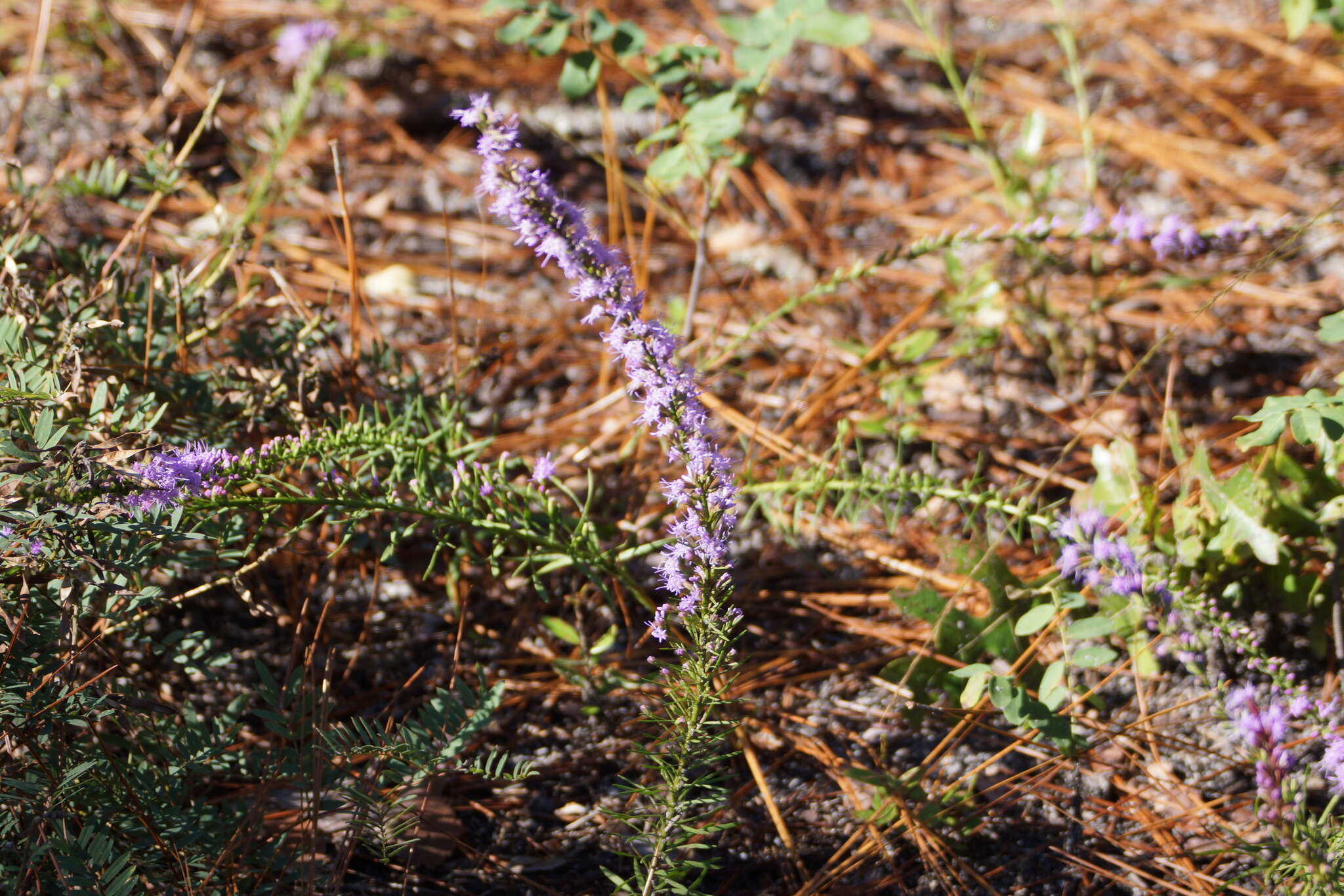 Image of Sandhill's blazing star