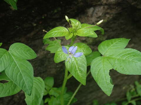 Image of fringed spiderflower