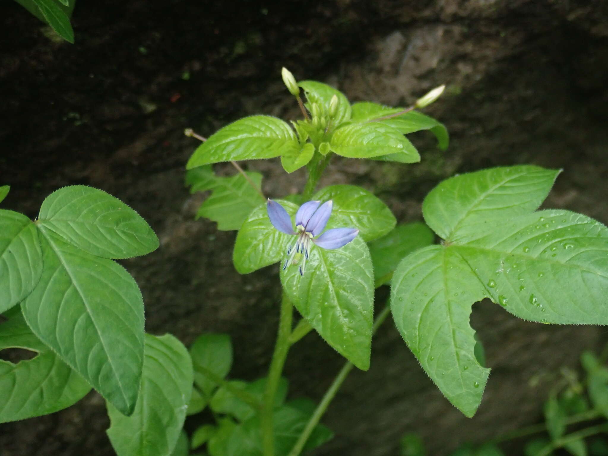 Imagem de Sieruela rutidosperma (DC.) Roalson & J. C. Hall