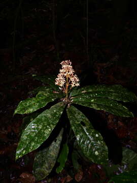 Imagem de Ixora piresii Steyerm.