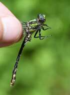 صورة Ophiogomphus susbehcha Vogt & Smith 1993