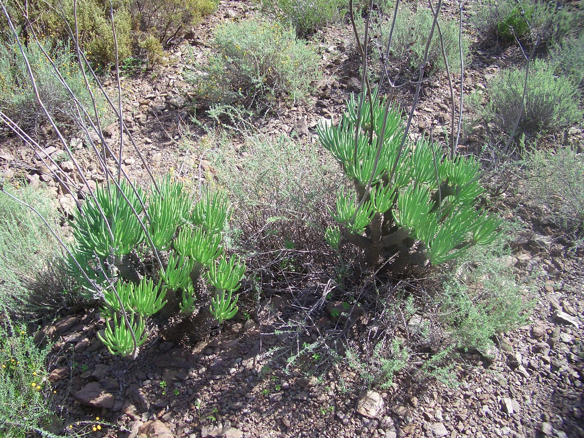 Image of Tylecodon wallichii subsp. wallichii