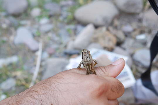 Imagem de Rana macrocnemis Boulenger 1885