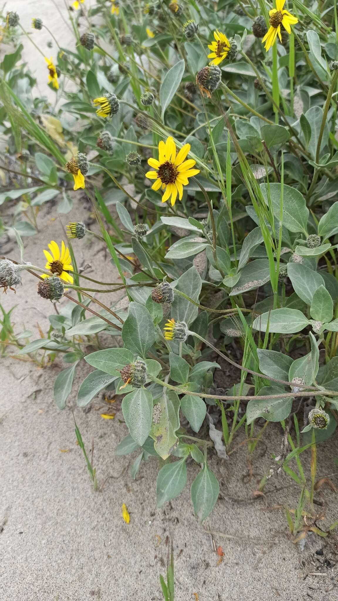 Слика од Helianthus niveus (Benth.) Brandeg.