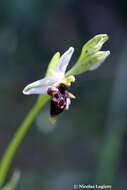 Image of Ophrys oestrifera subsp. bremifera (Steven) K. Richt.