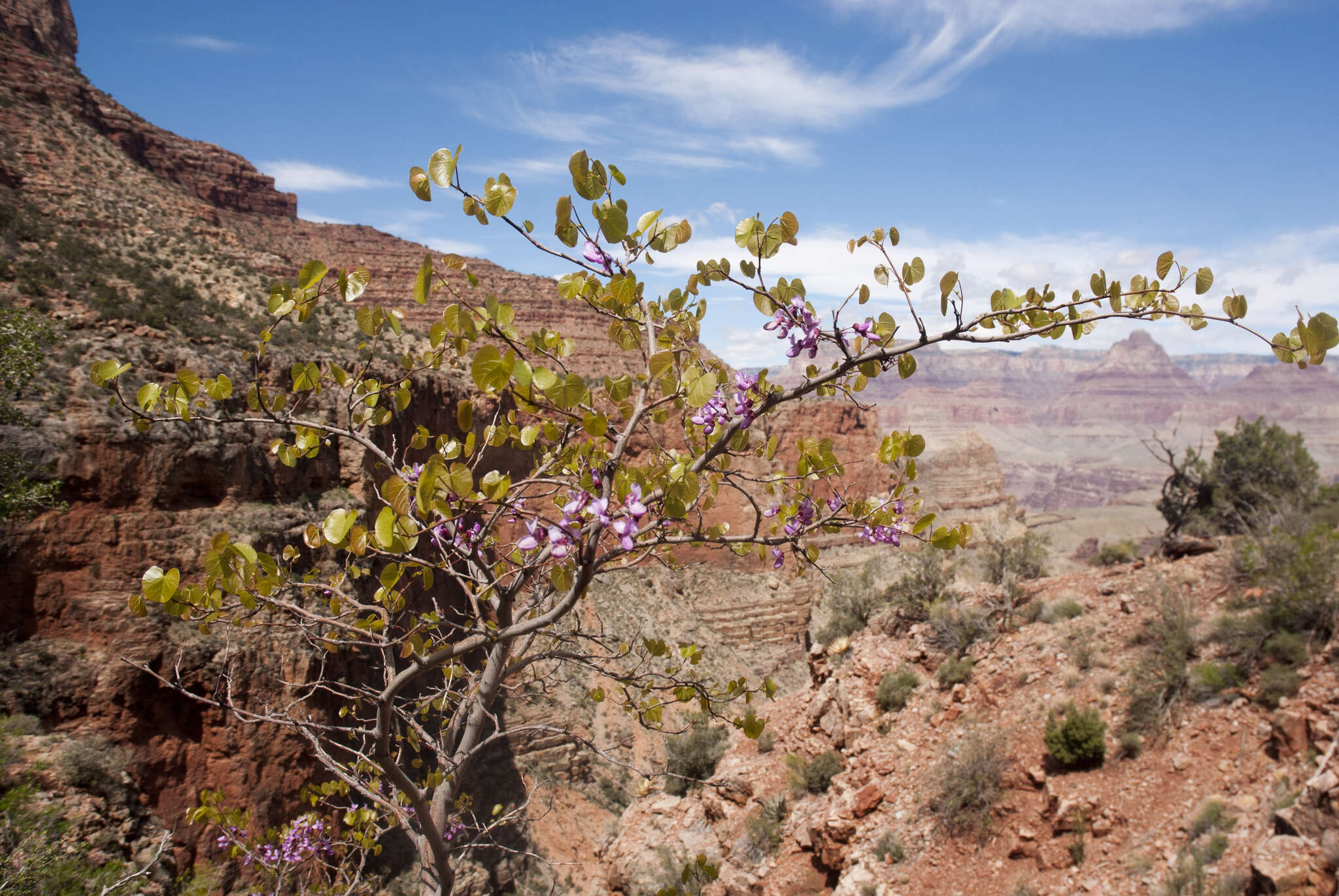 Слика од <i>Cercis orbiculata</i>