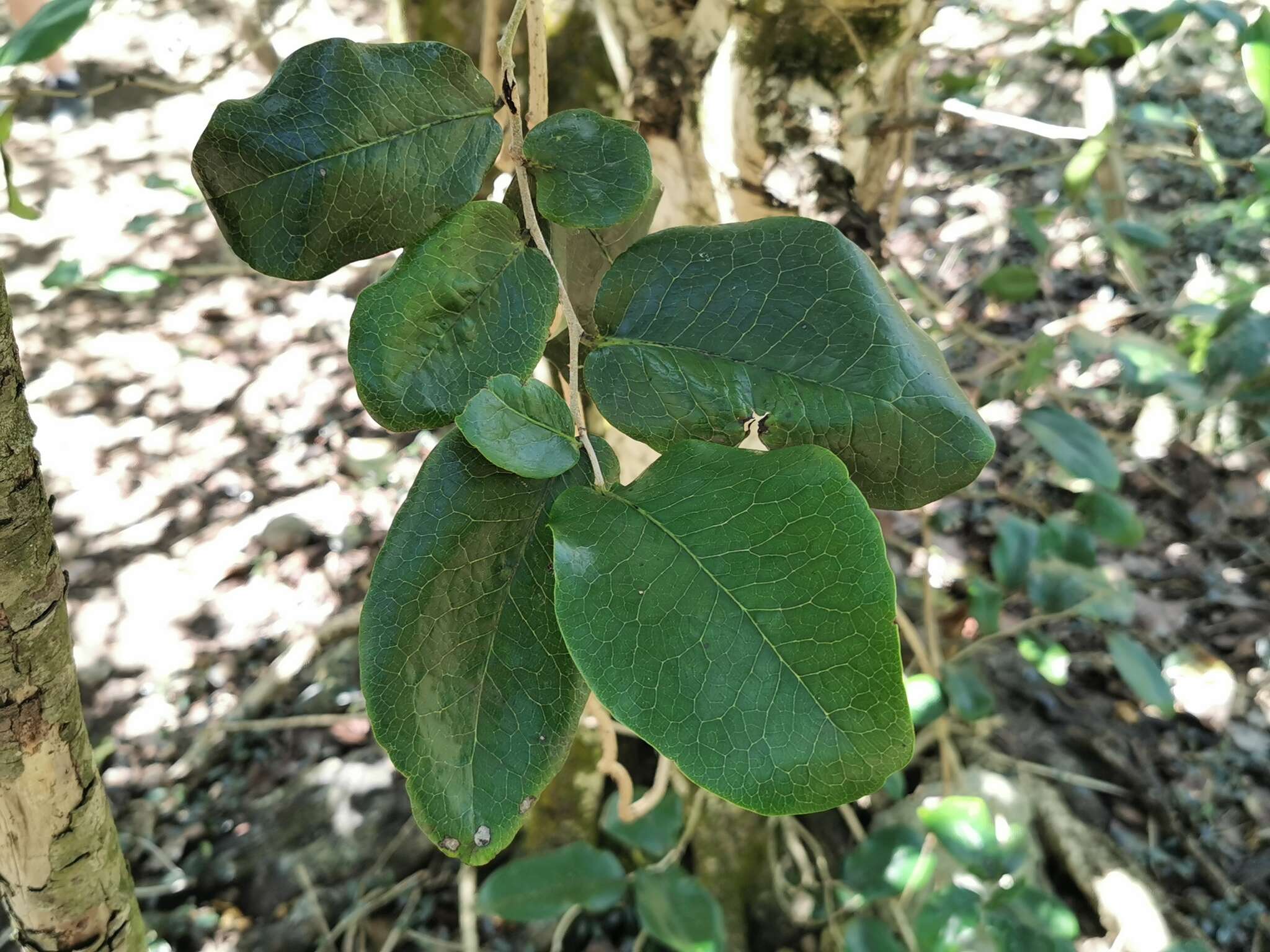 Image of Diospyros egrettarum I. Richardson