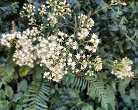 Imagem de Baccharis racemosa (Ruiz & Pav.) DC.