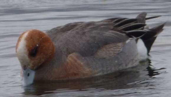 Image of Eurasian Wigeon