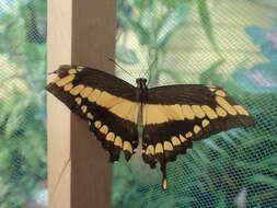 Image of Papilio homothoas Rothschild & Jordan 1906