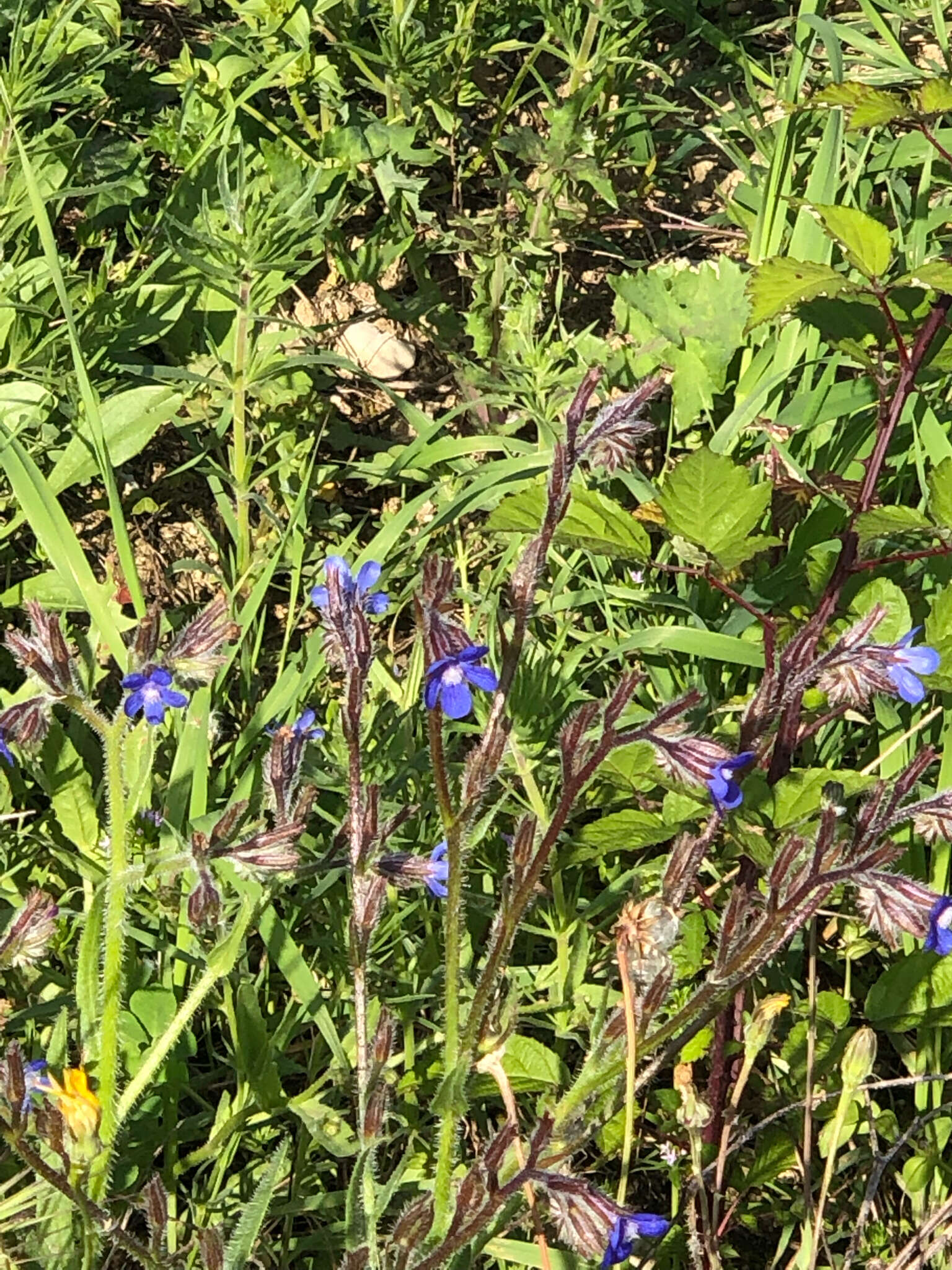 Image of Italian bugloss