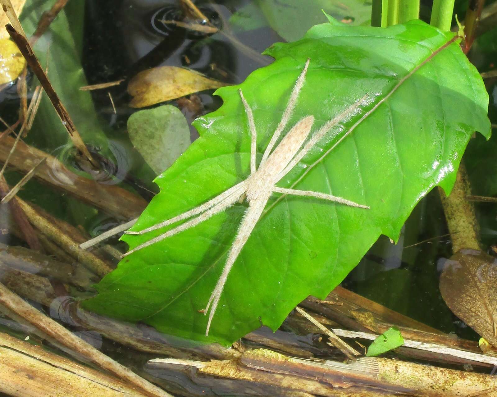 Image of Pisaurina undulata (Keyserling 1887)