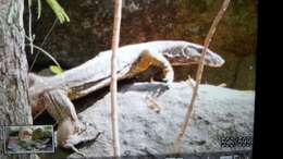 Image of Spiny-necked Water Monitor