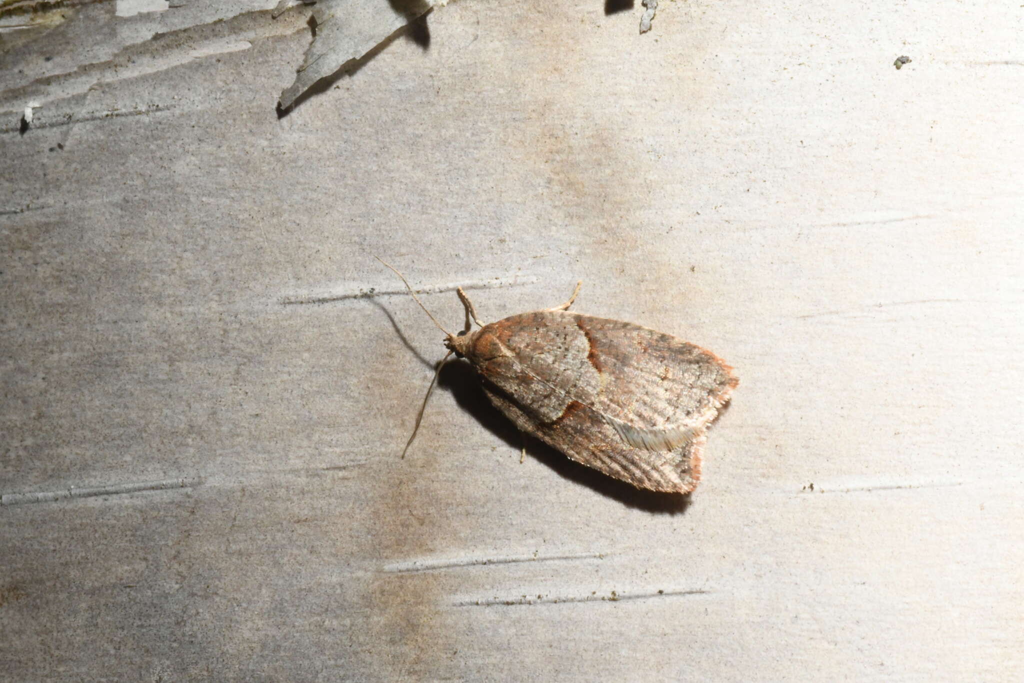 Acleris maccana Treitschke 1835的圖片