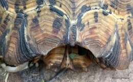 Image of Lobatse Hingeback Tortoise