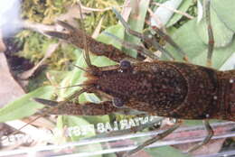 Image of Procambarus hirsutus Hobbs 1958