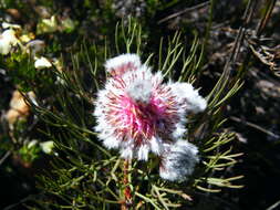 Imagem de Serruria phylicoides (Berg.) R. Br.