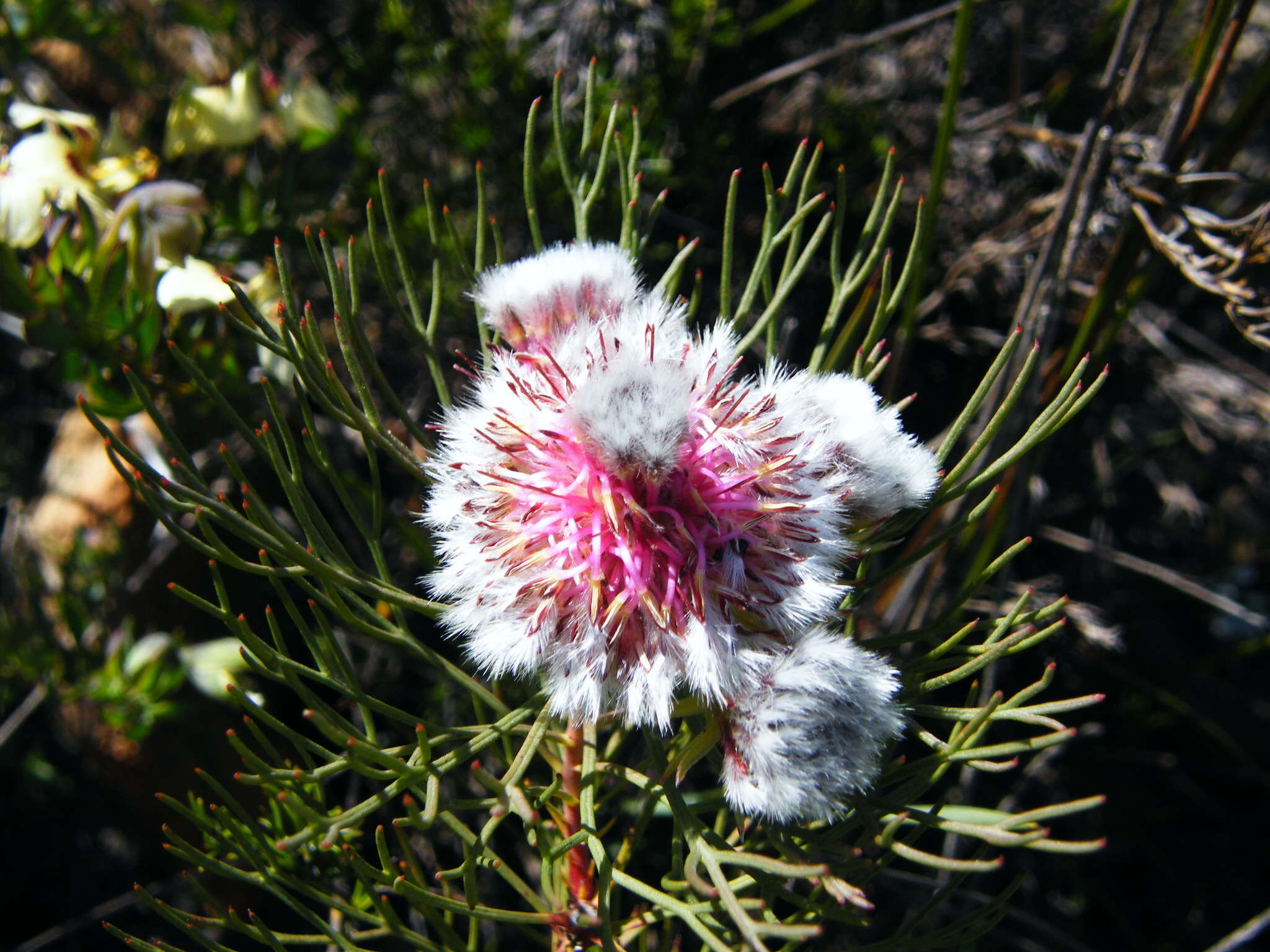 Imagem de Serruria phylicoides (Berg.) R. Br.