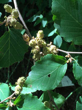 Image of American witchhazel