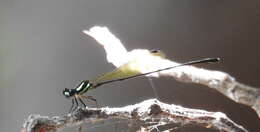 Image of Koolpinyah Threadtail