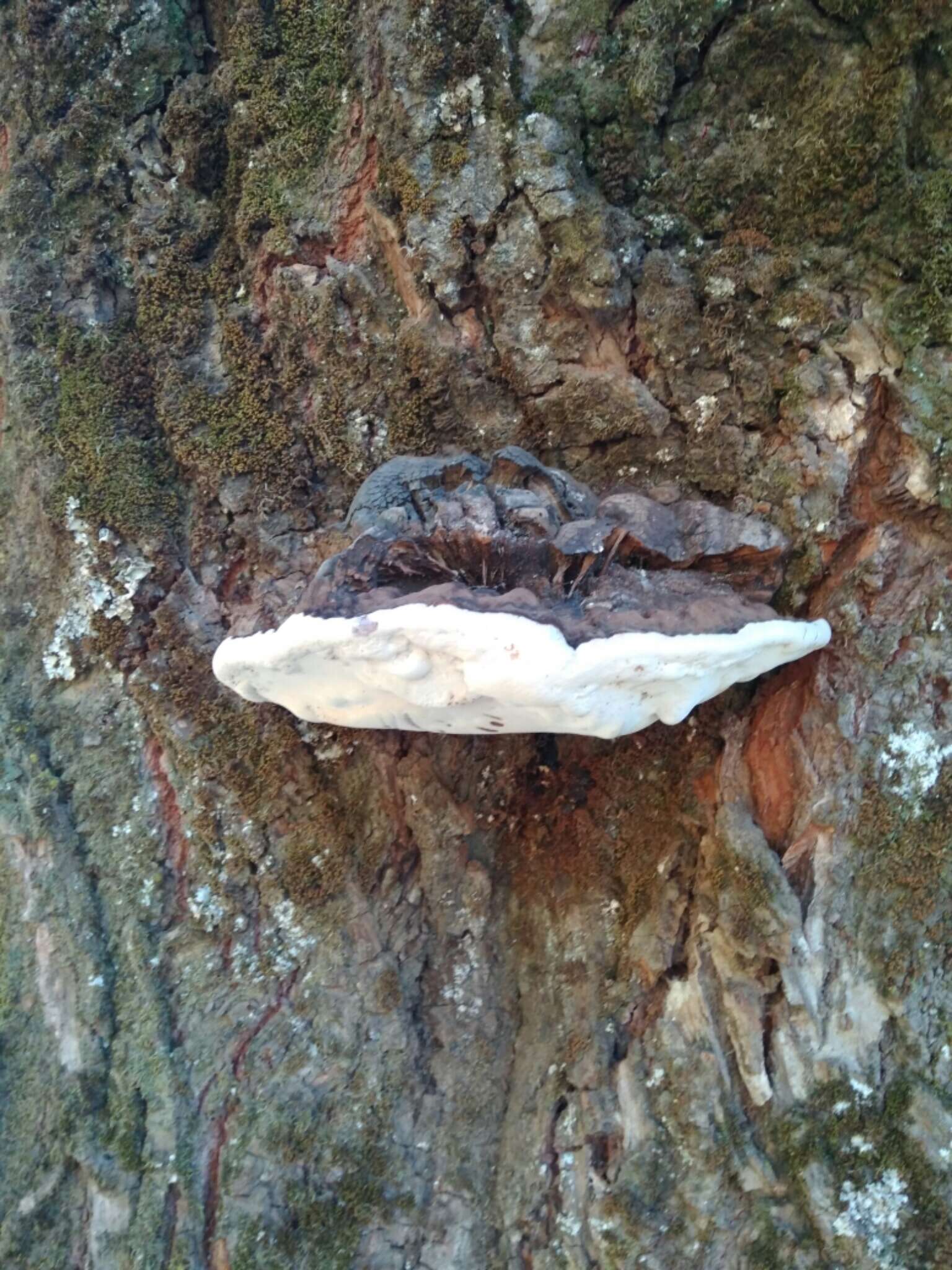 Image of Ganoderma australe (Fr.) Pat.