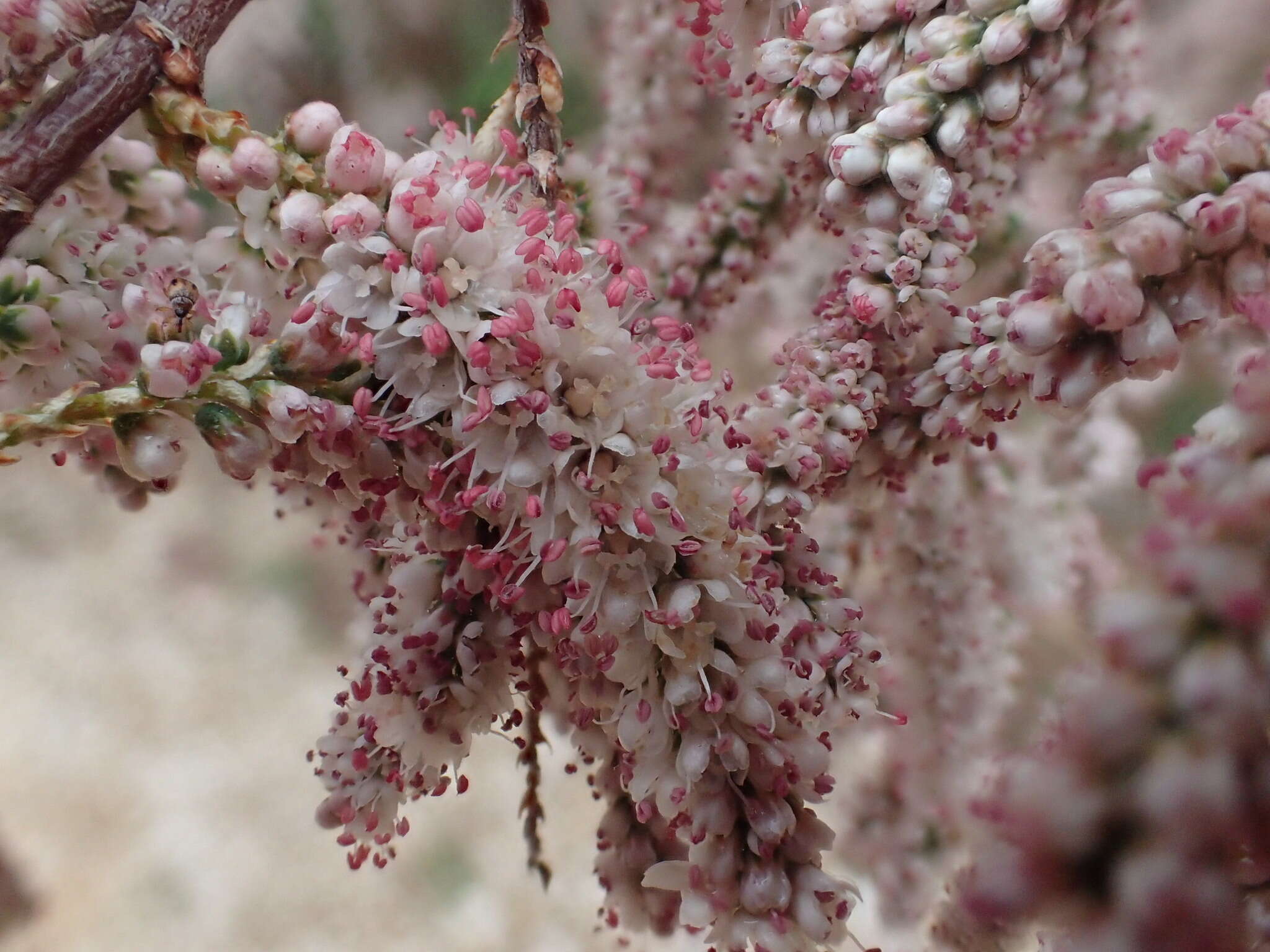 Image de Tamarix africana Poir.