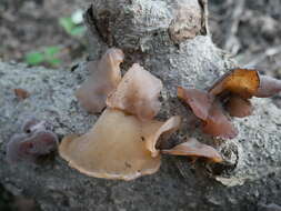 Image de Auricularia fuscosuccinea (Mont.) Henn. 1893