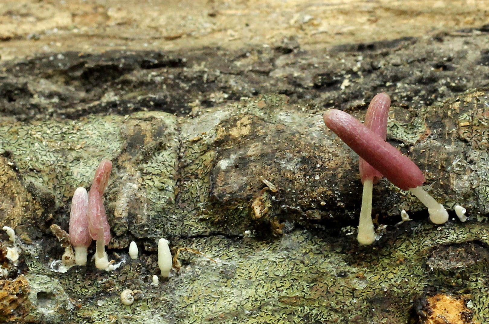 Image of Coprinopsis clastophylla (Maniotis) Redhead, Vilgalys & Moncalvo 2001