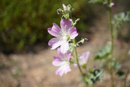 Image de Malva weinmanniana (Besser ex Rchb.) Conran