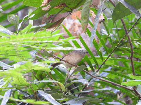 Image of Huet's Fulvetta