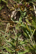 Image de Schizoglossum hamatum E. Mey.