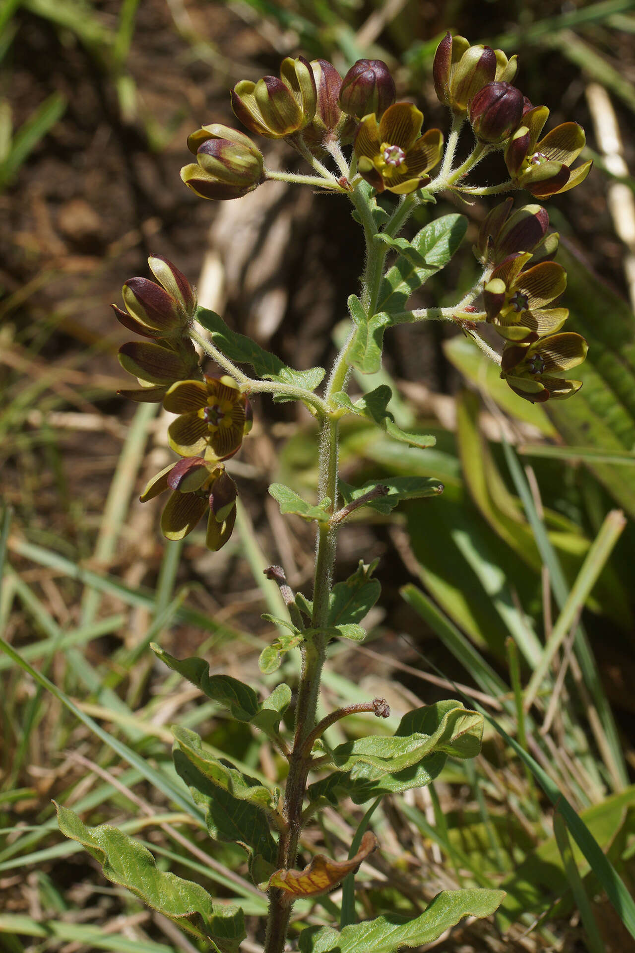 Image of Schizoglossum hamatum E. Mey.