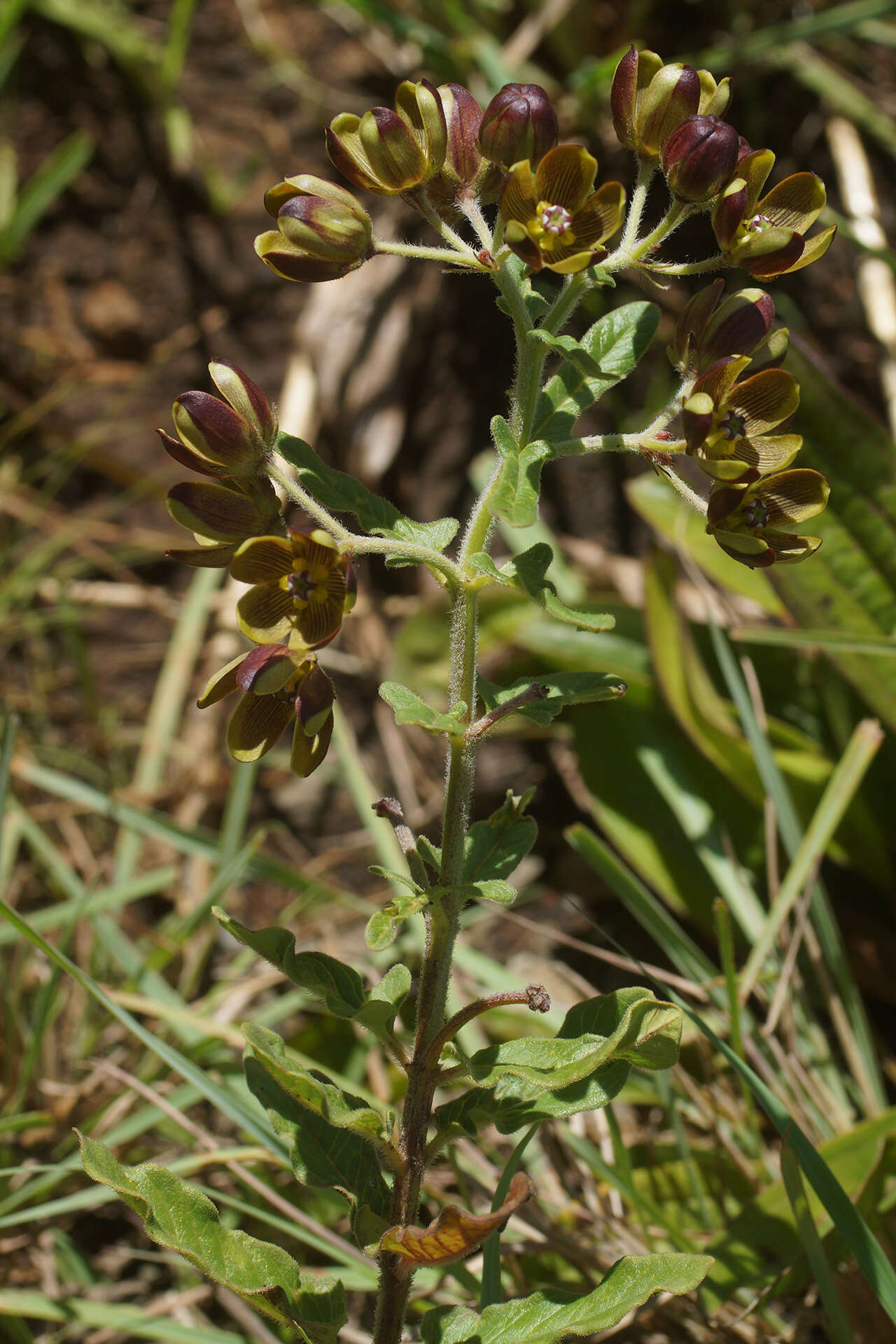 Image de Schizoglossum hamatum E. Mey.