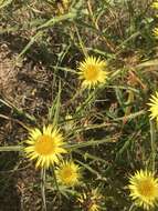 Image of Carlina racemosa L.