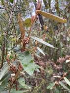 Imagem de Lasiopetalum macrophyllum R. Grah.