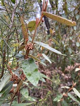 Imagem de Lasiopetalum macrophyllum R. Grah.