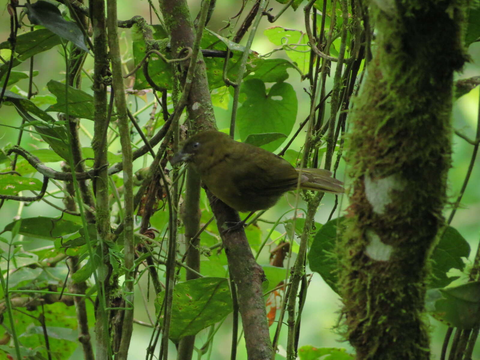 Image of Ochre-breasted Tanager