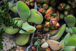 Image of Crassula atropurpurea (Haw.) D. Dietr.