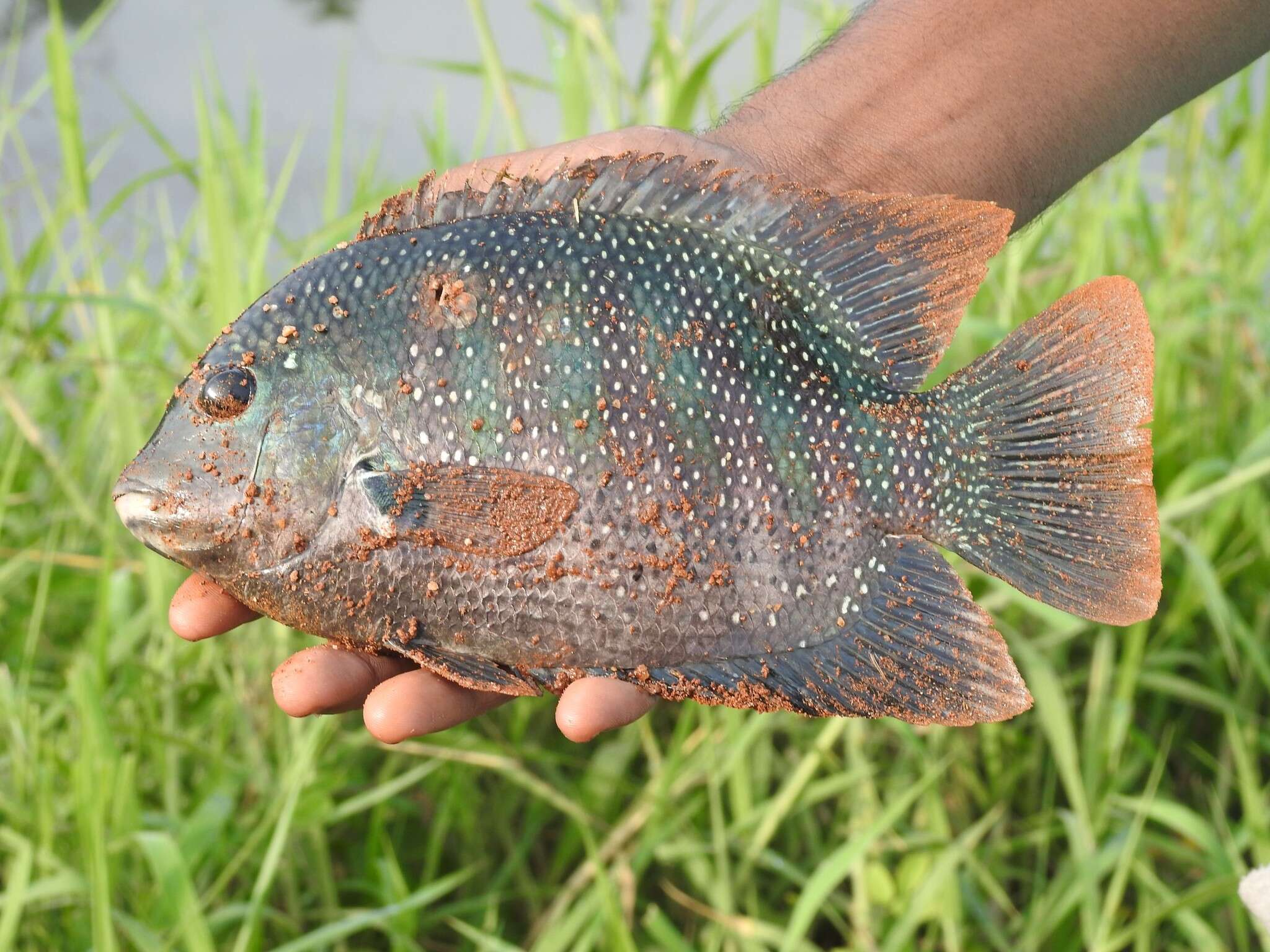 綠腹麗魚的圖片