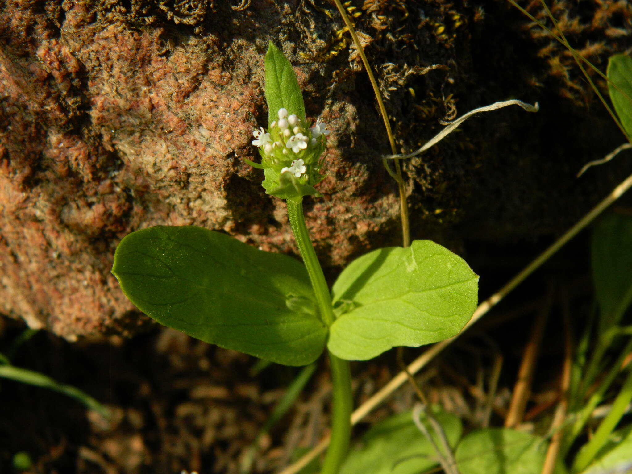 Image of <i>Plectritis macrocera</i>