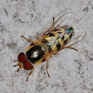Image of Scaeva dignota (Rondani 1857)