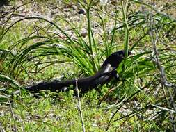 Image of King's Skink