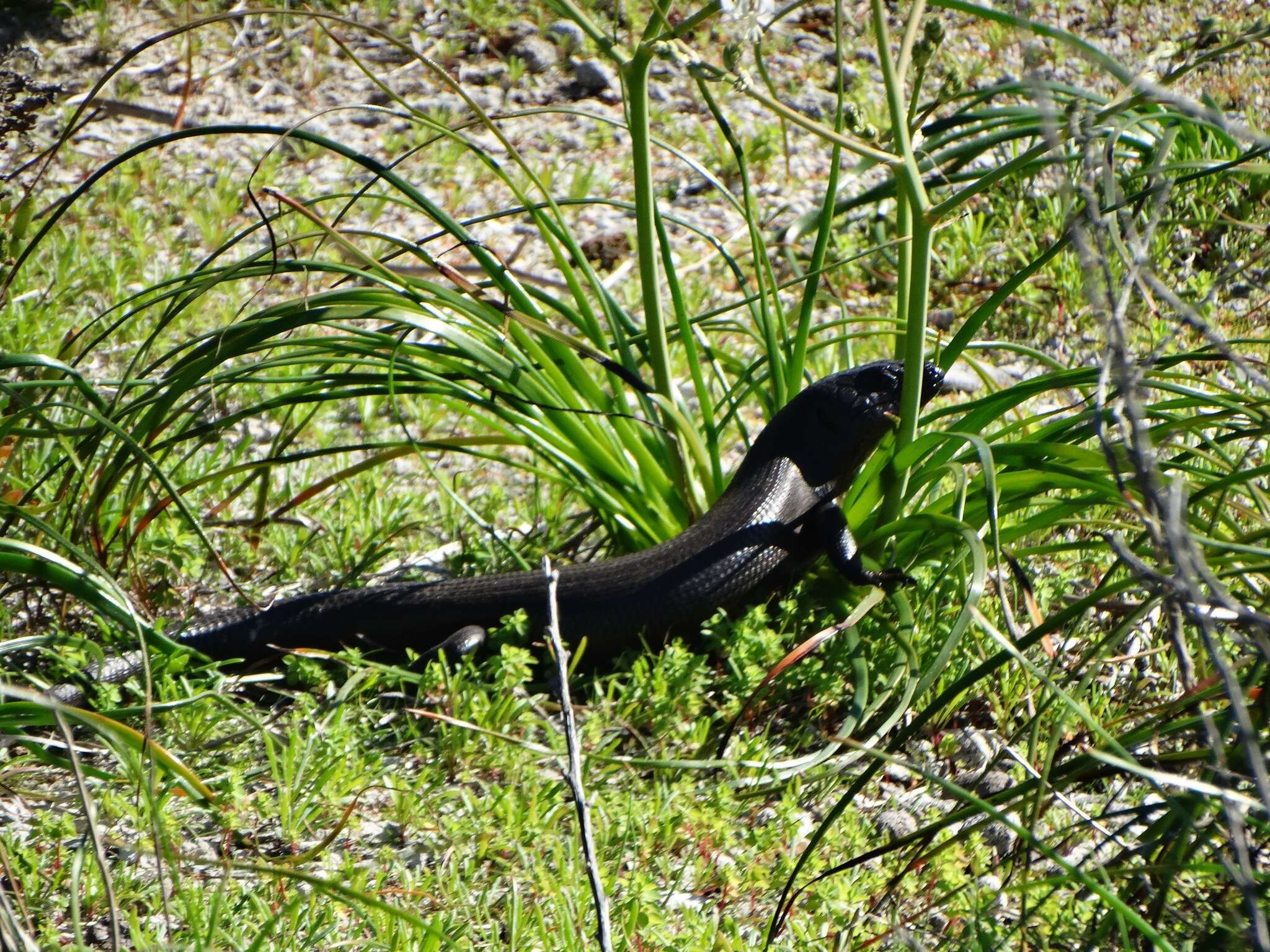 Image of King's Skink