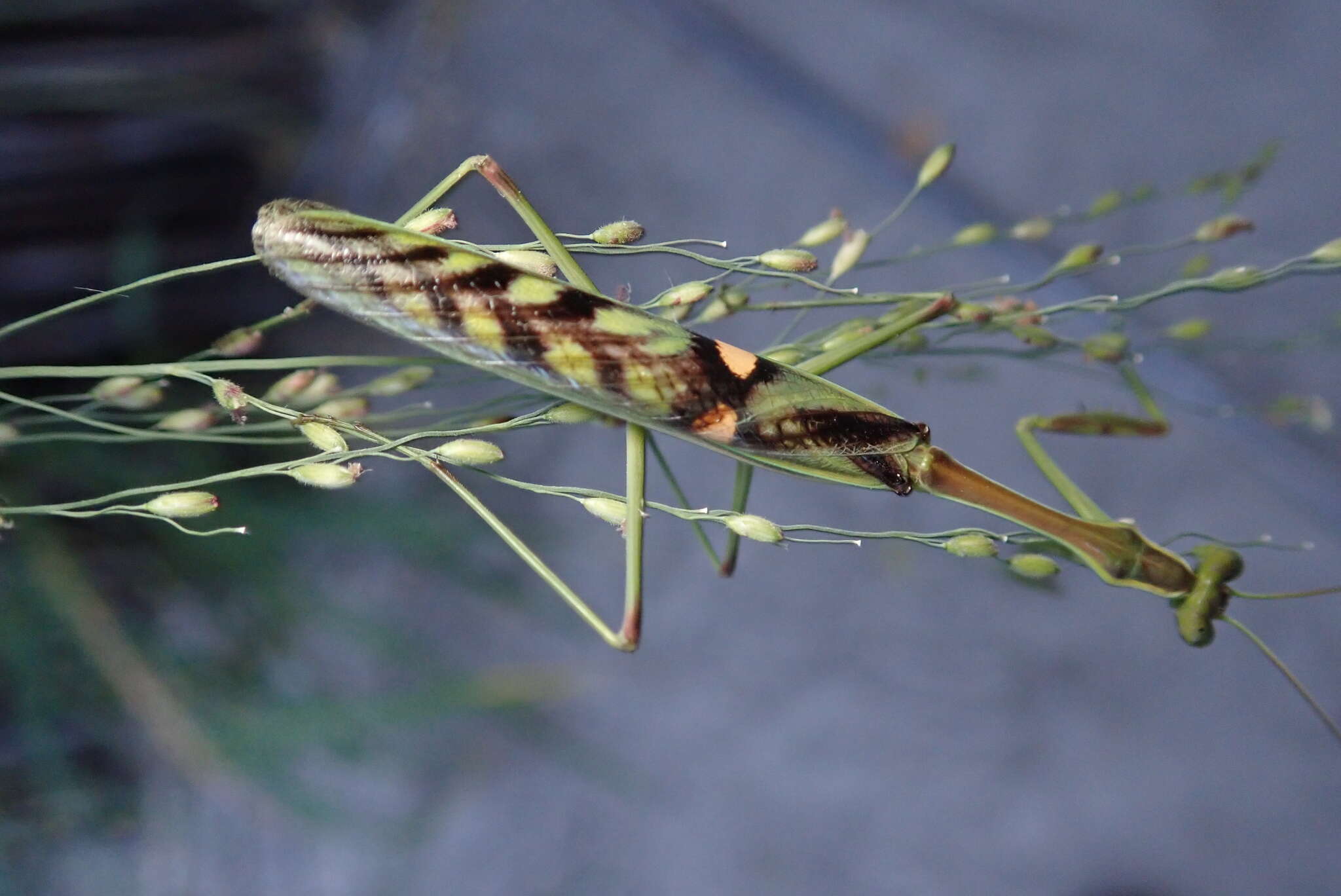 Image of African praying mantis