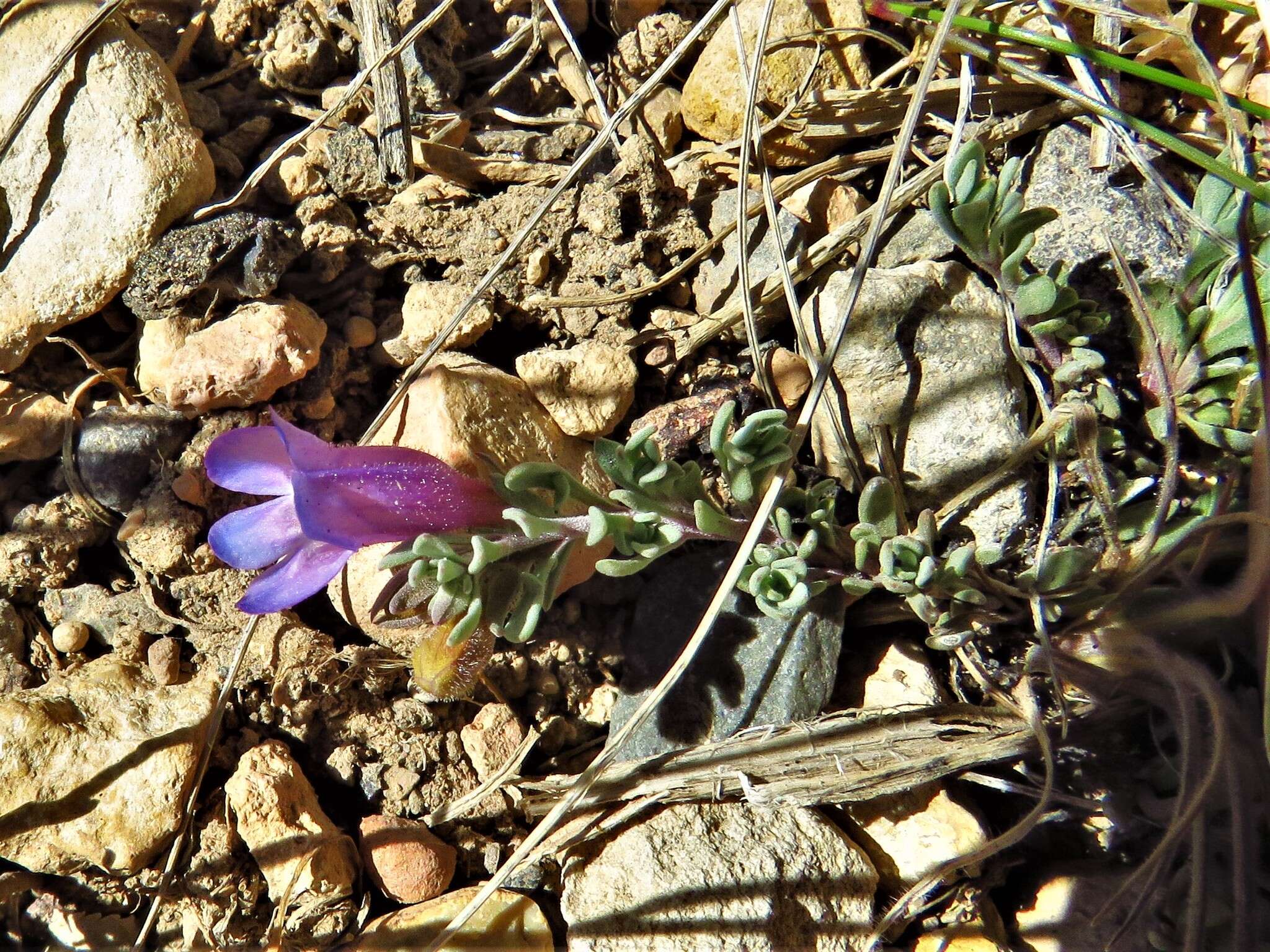 Image of mat penstemon