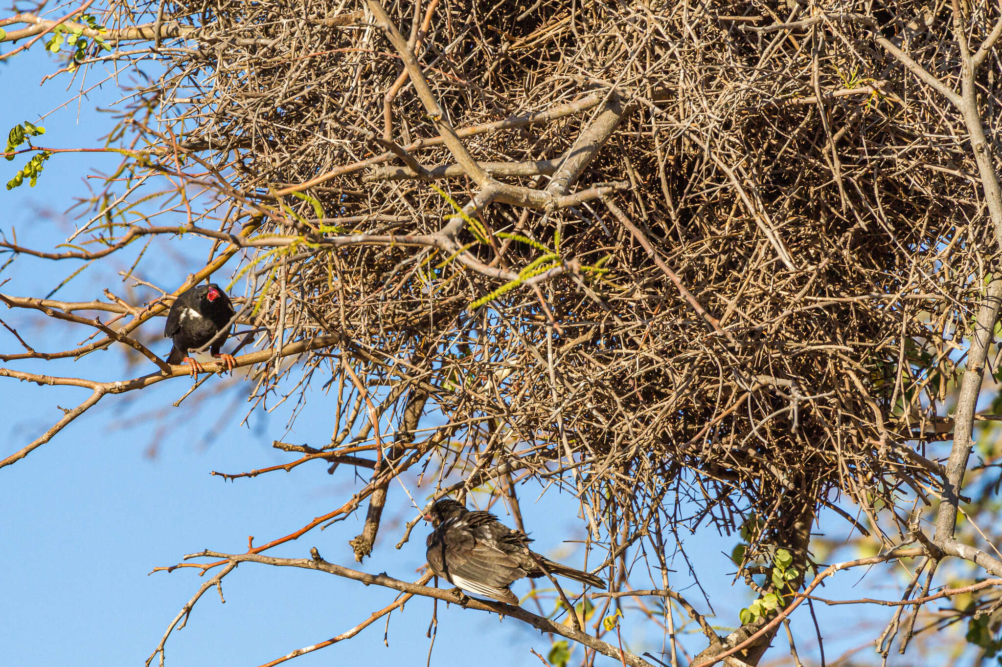 Bubalornis niger niger Smith & A 1836的圖片