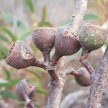 Слика од Eucalyptus burgessiana L. A. S. Johnson & Blaxell